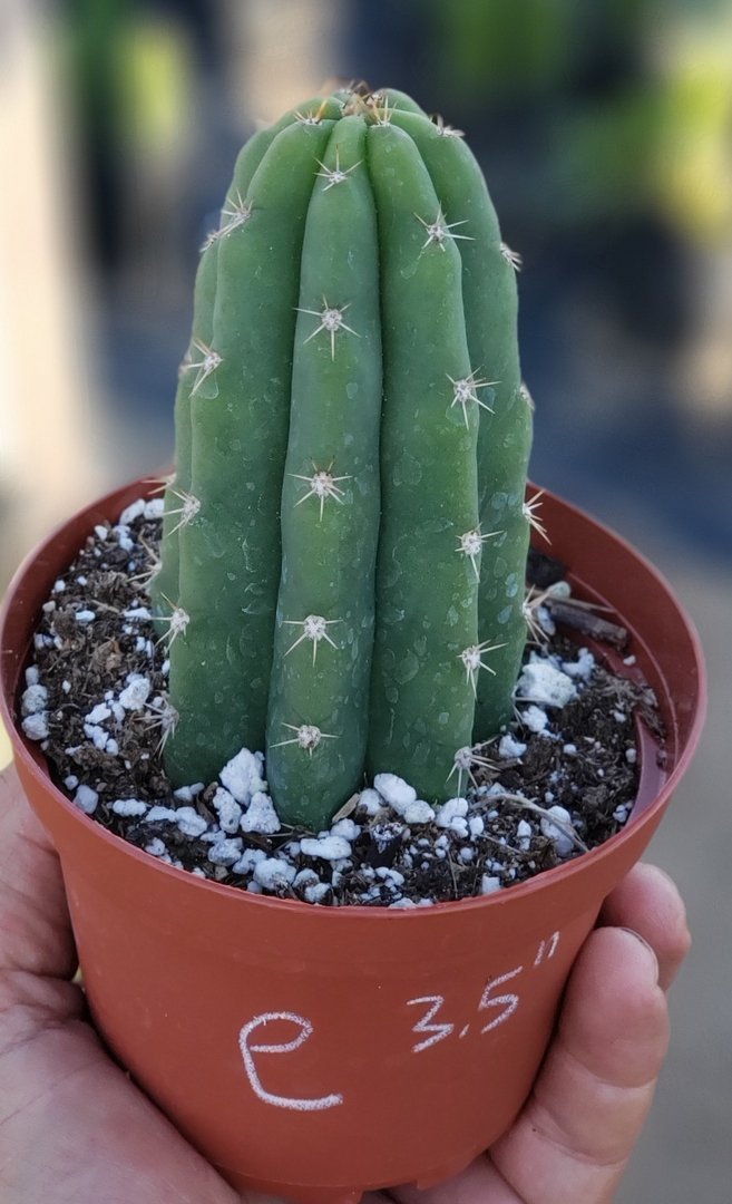succulent source san pedro Trichocereus Ornamental Cactus Starter Kit and 4"