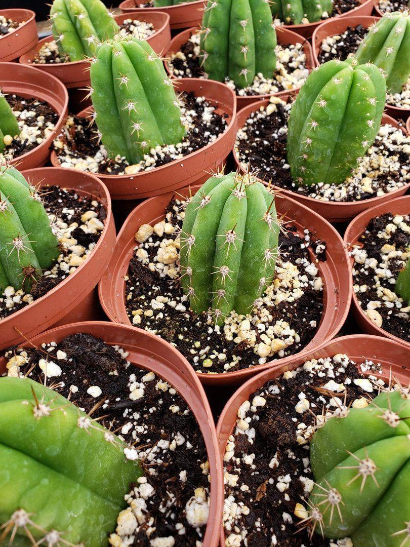 succulent source san pedro Trichocereus Ornamental Cactus Starter Kit and 4"