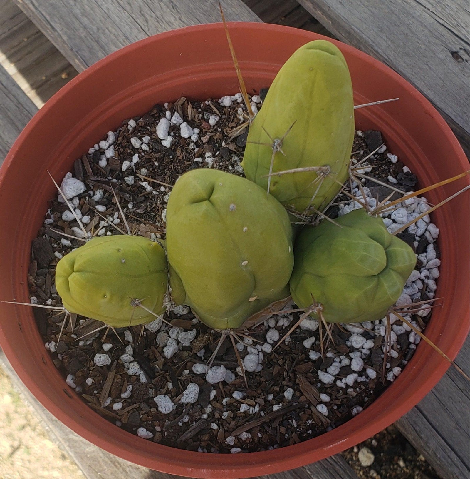 Trichocereus bridgesii forma monstrose TBM inermis aka Ornamental Penis