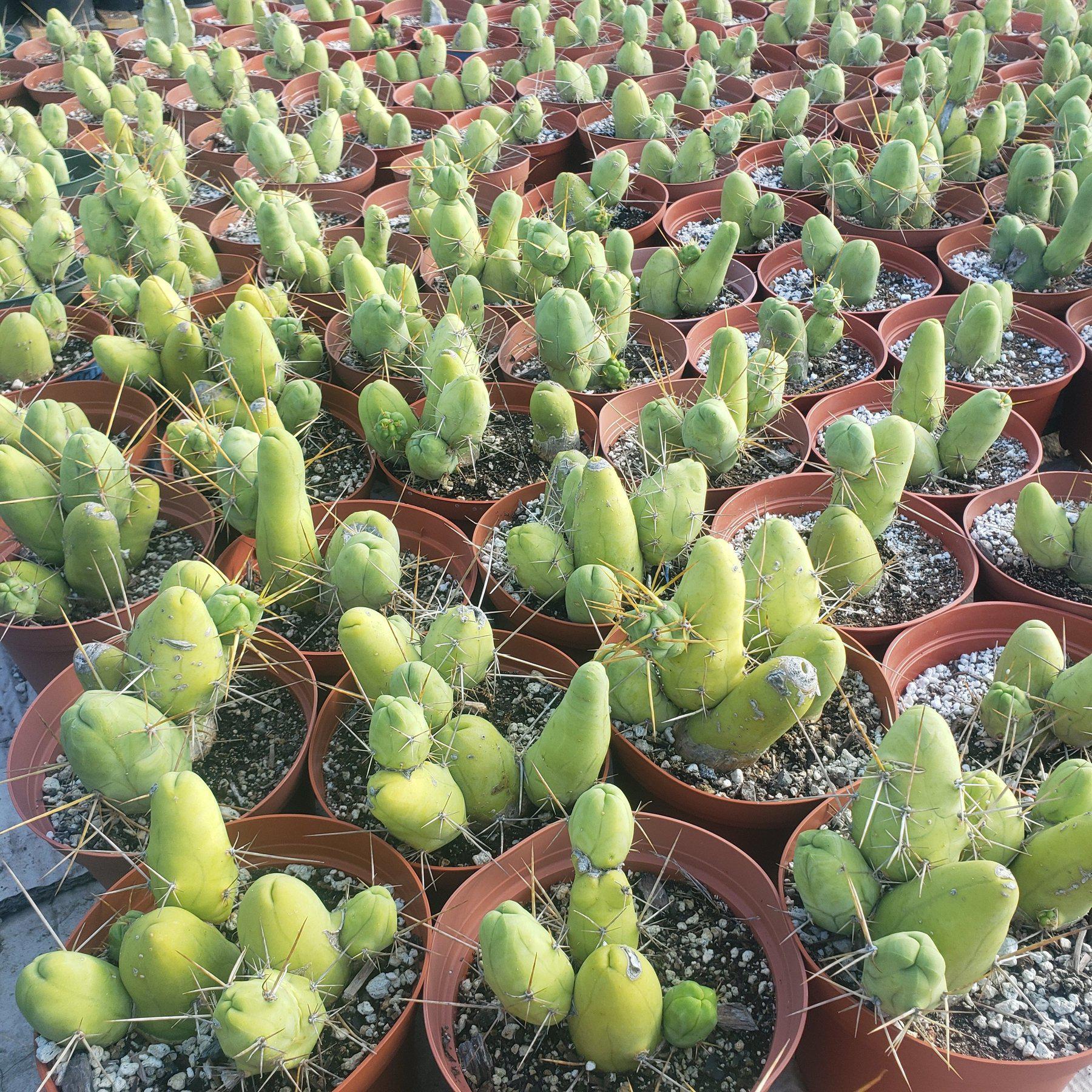 Trichocereus bridgesii forma monstrose inermis aka Ornamental Penis Cactus Plant-Cactus - Medium-The Succulent Source