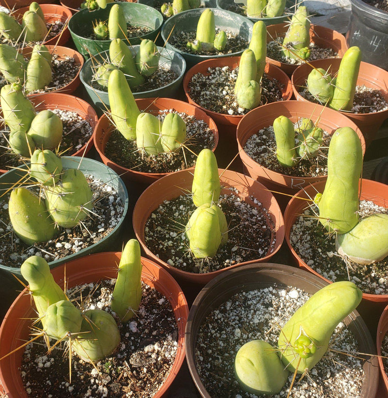 Trichocereus bridgesii forma monstrose inermis aka Ornamental Penis Cactus Plant-Cactus - Medium-The Succulent Source