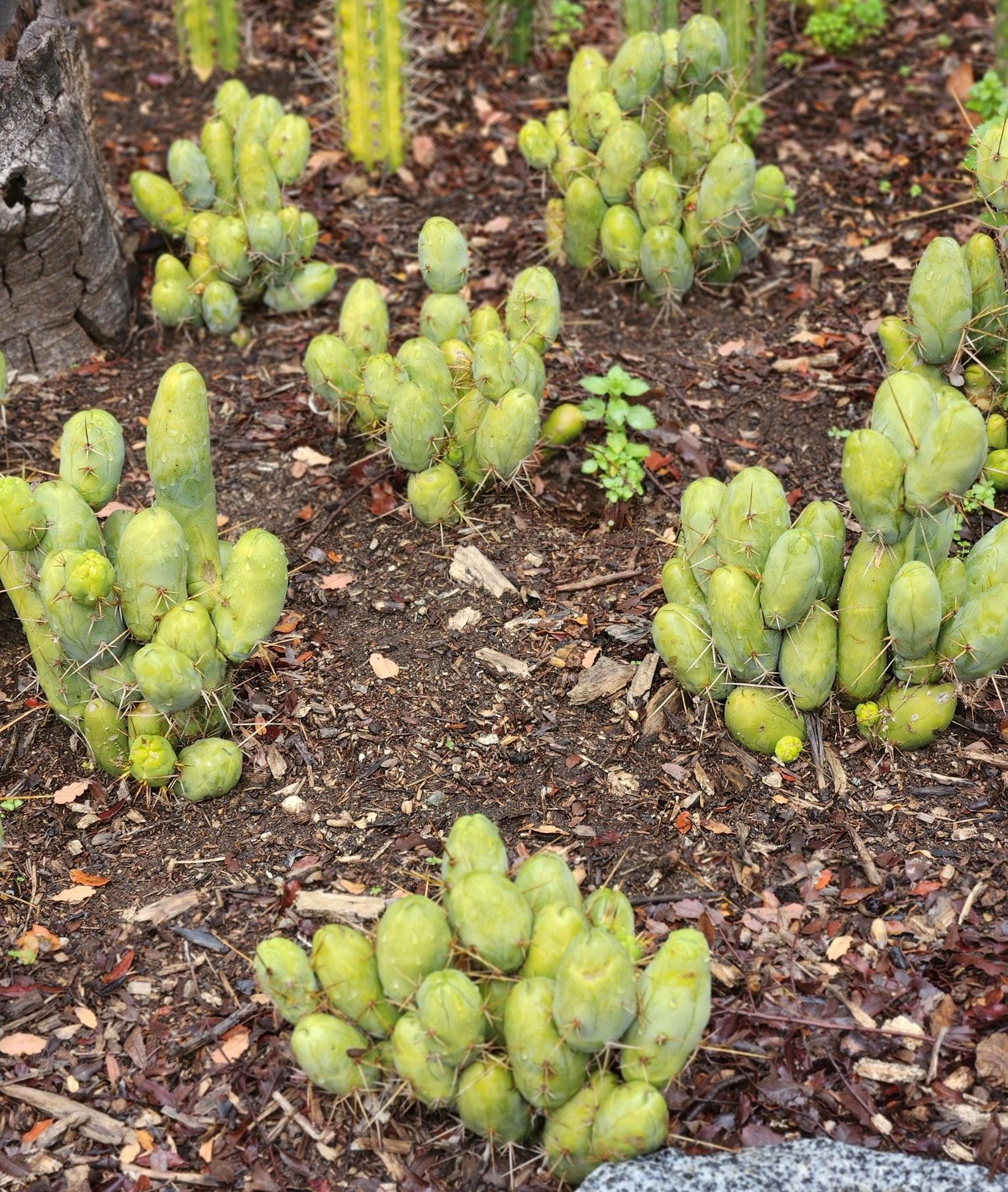 Trichocereus bridgesii forma monstrose TBM inermis aka Ornamental Penis Cactus Plant-Cactus - Medium-The Succulent Source