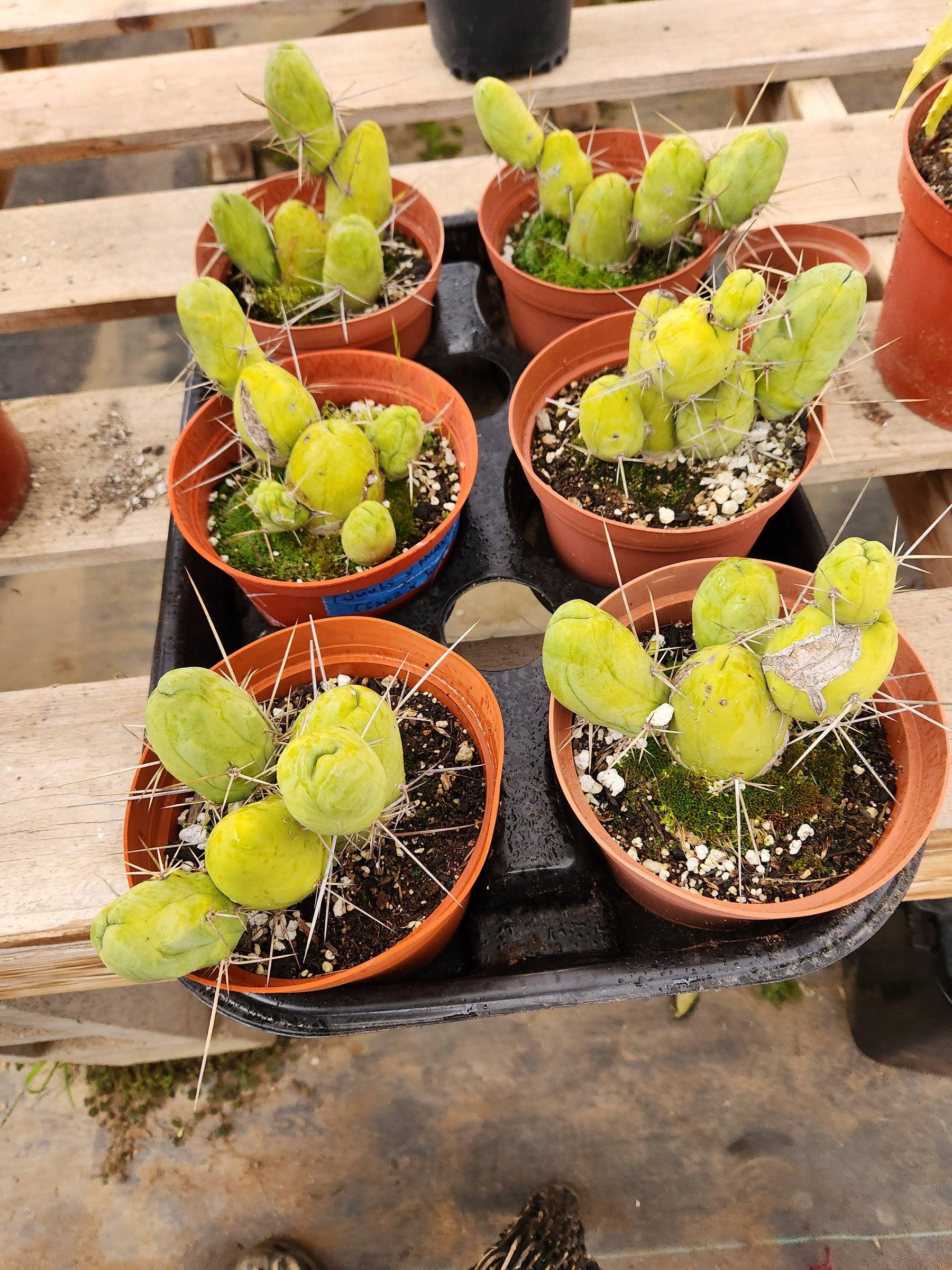 Trichocereus bridgesii forma monstrose TBM inermis aka Ornamental Penis Cactus Plant-Cactus - Medium-The Succulent Source