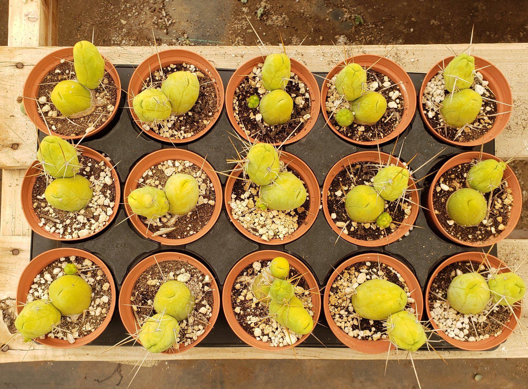 Trichocereus bridgesii forma monstrose inermis aka Ornamental Penis Cactus Plant-Cactus - Medium-The Succulent Source