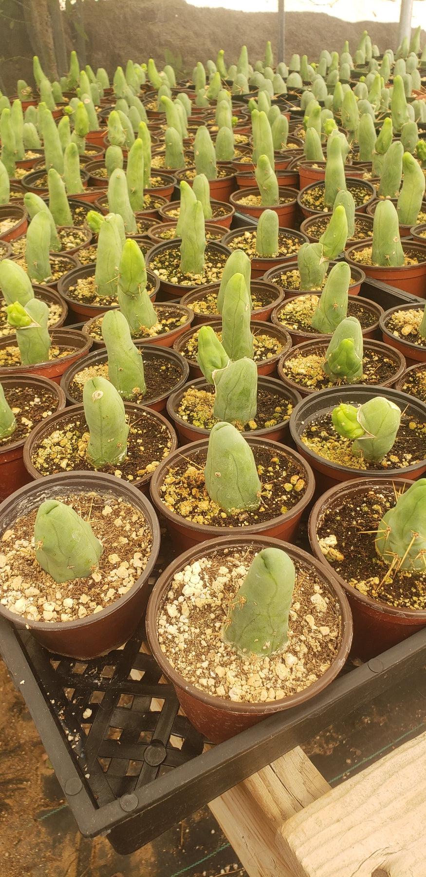 Trichocereus bridgesii forma monstrose inermis aka Ornamental Penis Cactus Plant-Cactus - Medium-The Succulent Source