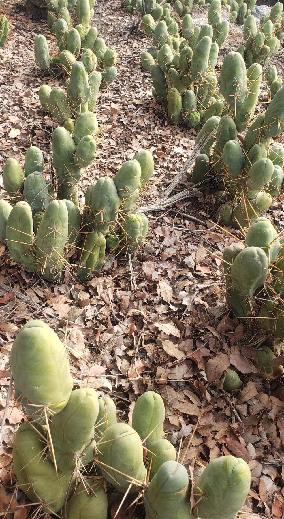 Trichocereus bridgesii forma monstrose TBM inermis aka Ornamental Penis Cactus Plant-Cactus - Medium-The Succulent Source