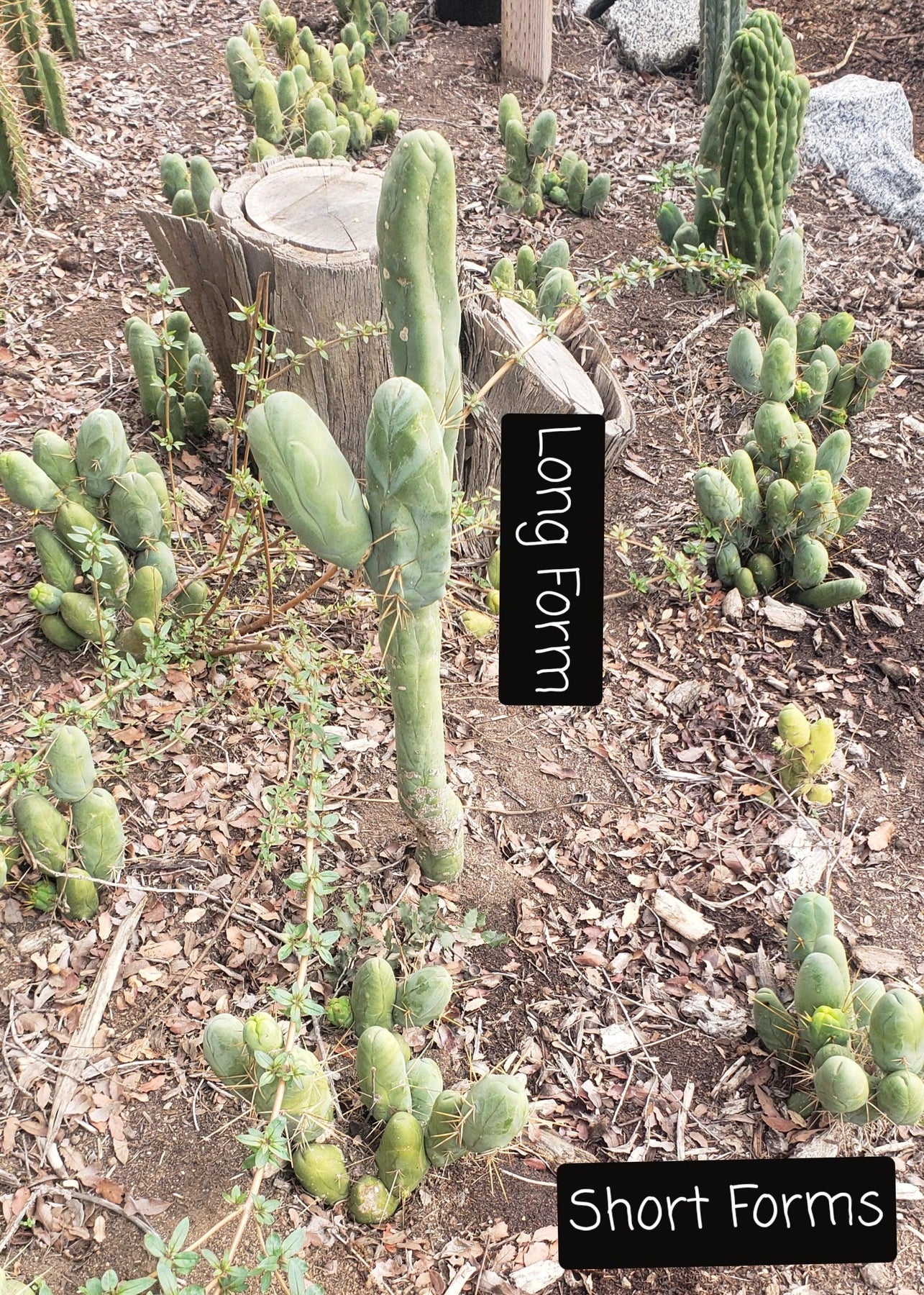 Trichocereus bridgesii forma monstrose TBM inermis aka Ornamental Penis Cactus Plant-Cactus - Medium-The Succulent Source