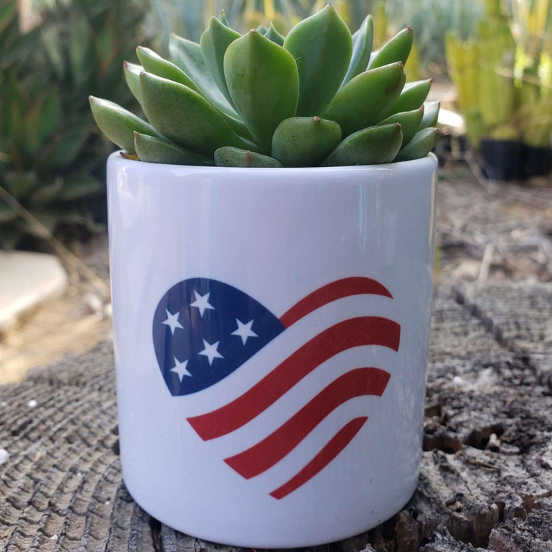 USA Flag Succulent Pot-SayIt-The Succulent Source