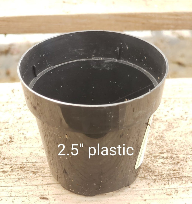 Used Plastic Containers-Accessory-The Succulent Source