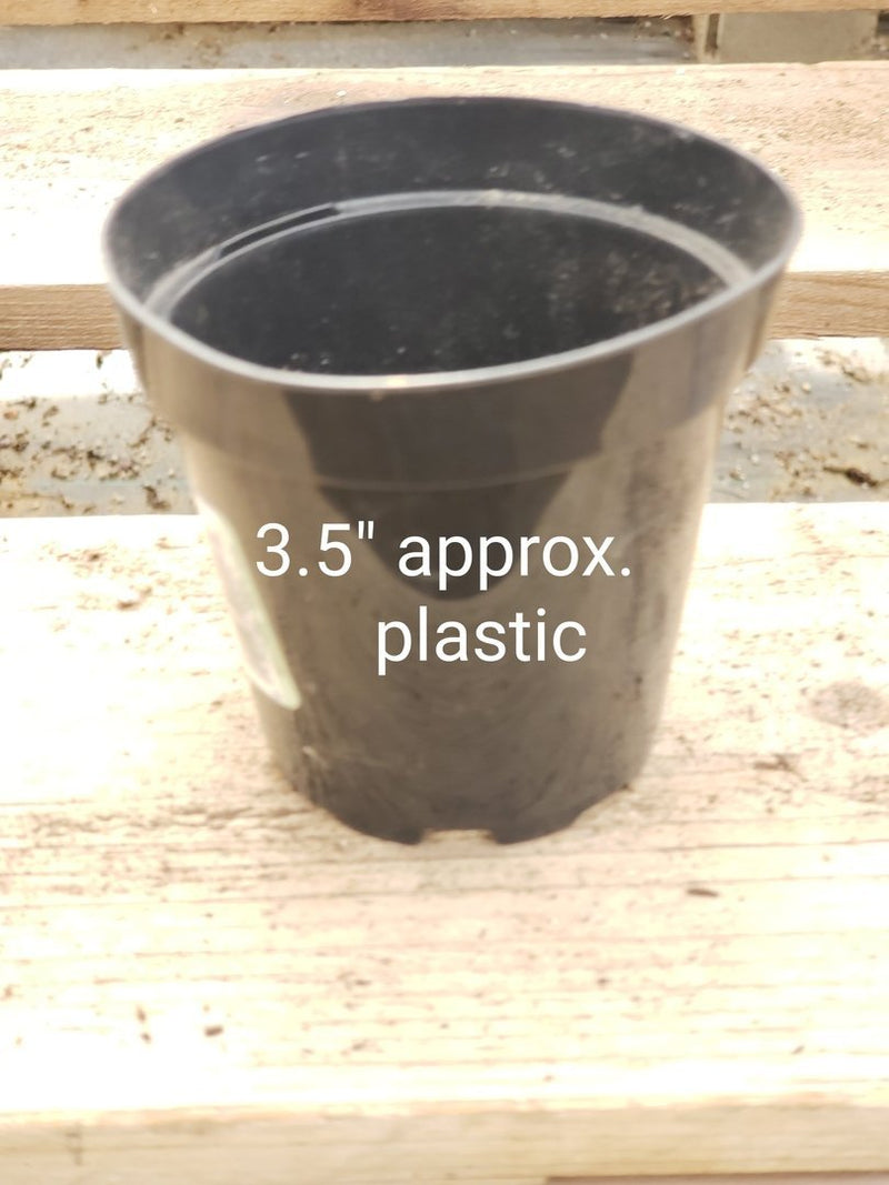 Used Plastic Containers-Accessory-The Succulent Source