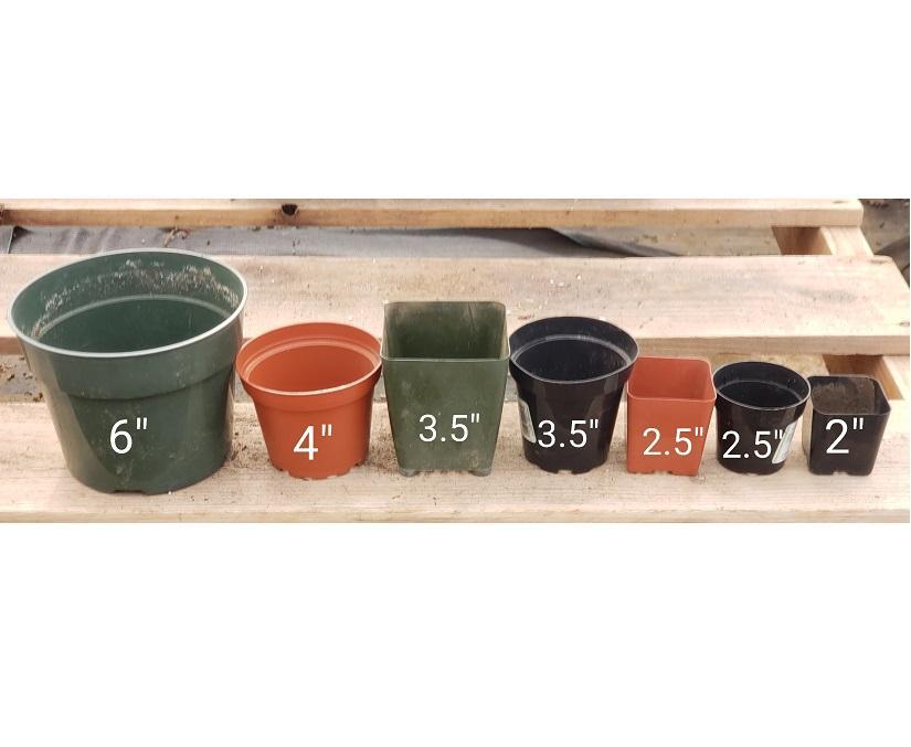 Used Plastic Containers-Accessory-The Succulent Source