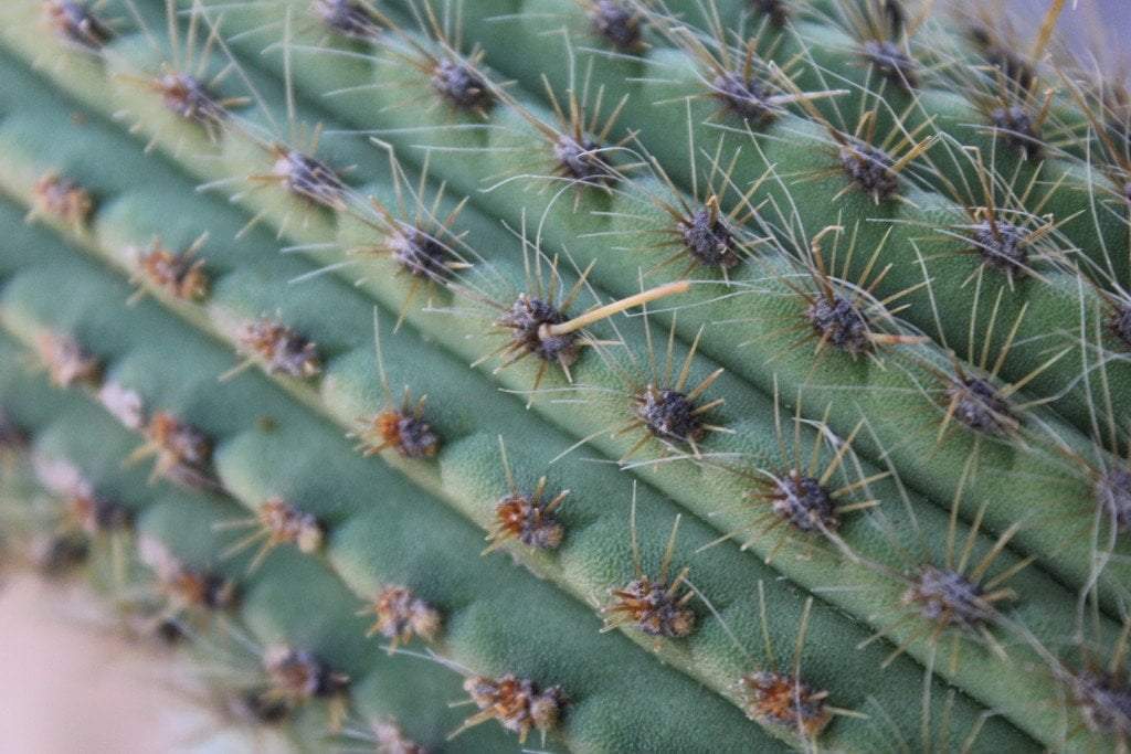 Vatricania guentheri red foxtail Ornamental Cactus Cutting approx 12"-Cactus - Cutting-The Succulent Source