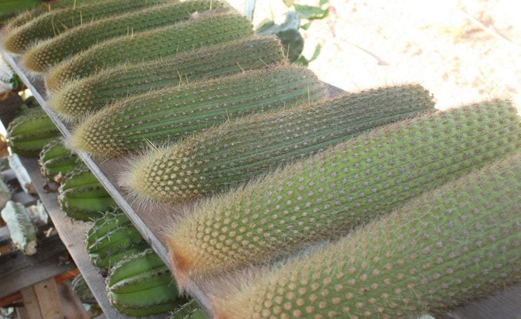 Vatricania guentheri red foxtail Ornamental Cactus Cutting approx 12"-Cactus - Cutting-The Succulent Source