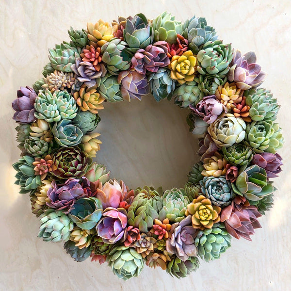vibrant succulents Succulent Arrangement