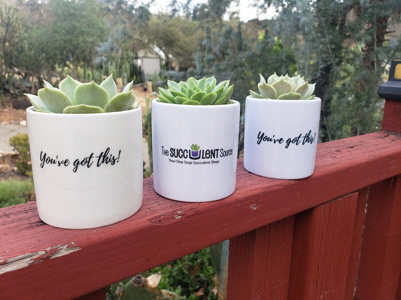 "You've Got This!" Succulent Gift-SayIt-The Succulent Source