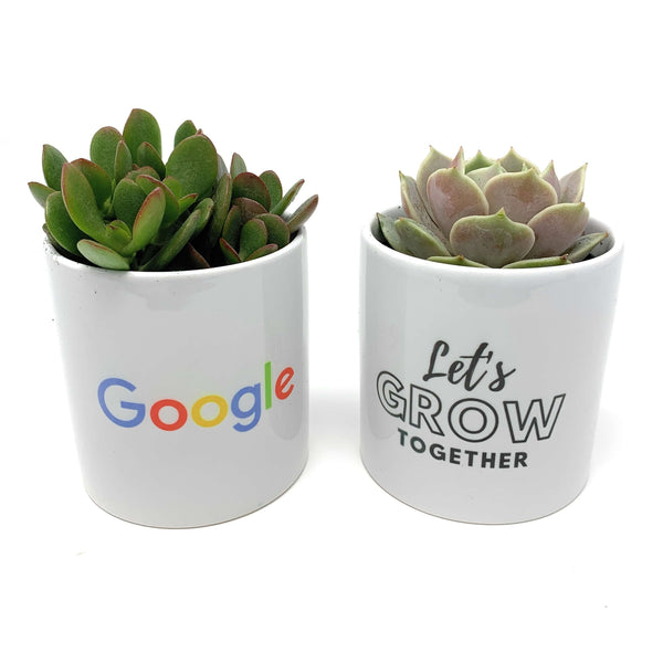 google succulents Ceramic Gift