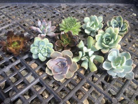 rosette succulent cuttings Wedding Succulent Cuttings for Bouquets DIY Decor