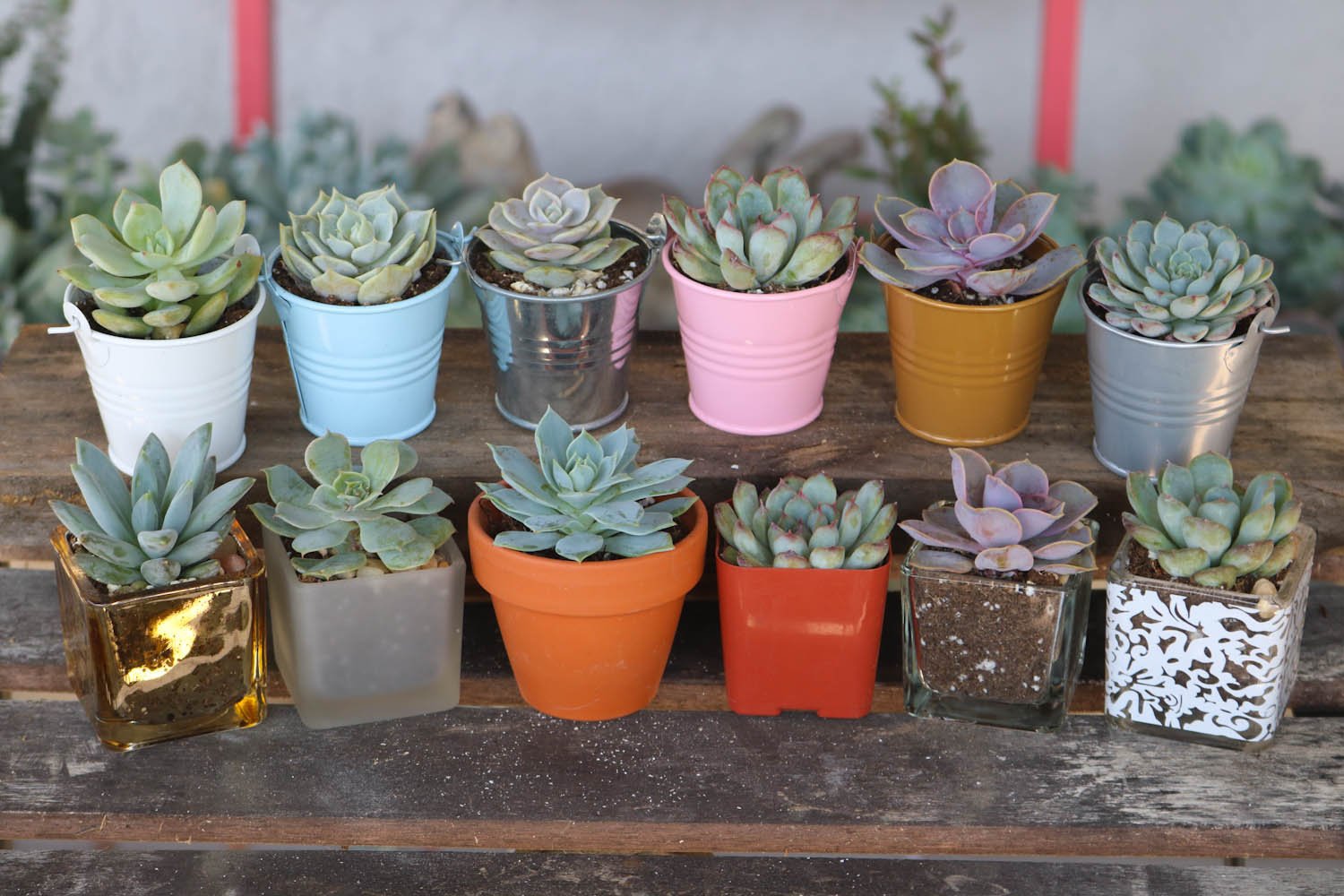 mini succulents wedding favours Pastel Succulent Wedding Favor Collection