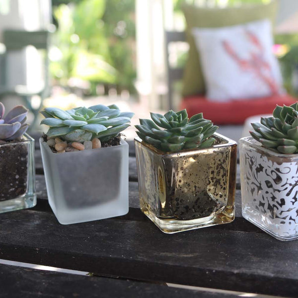 shot glass succulent Glass Votives for Succulents