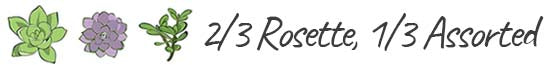 rosette succulents for sale